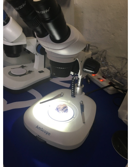 AmScope SG204 Series Compact Binocular Stereo Microscope 20X &amp; 40X, in stock